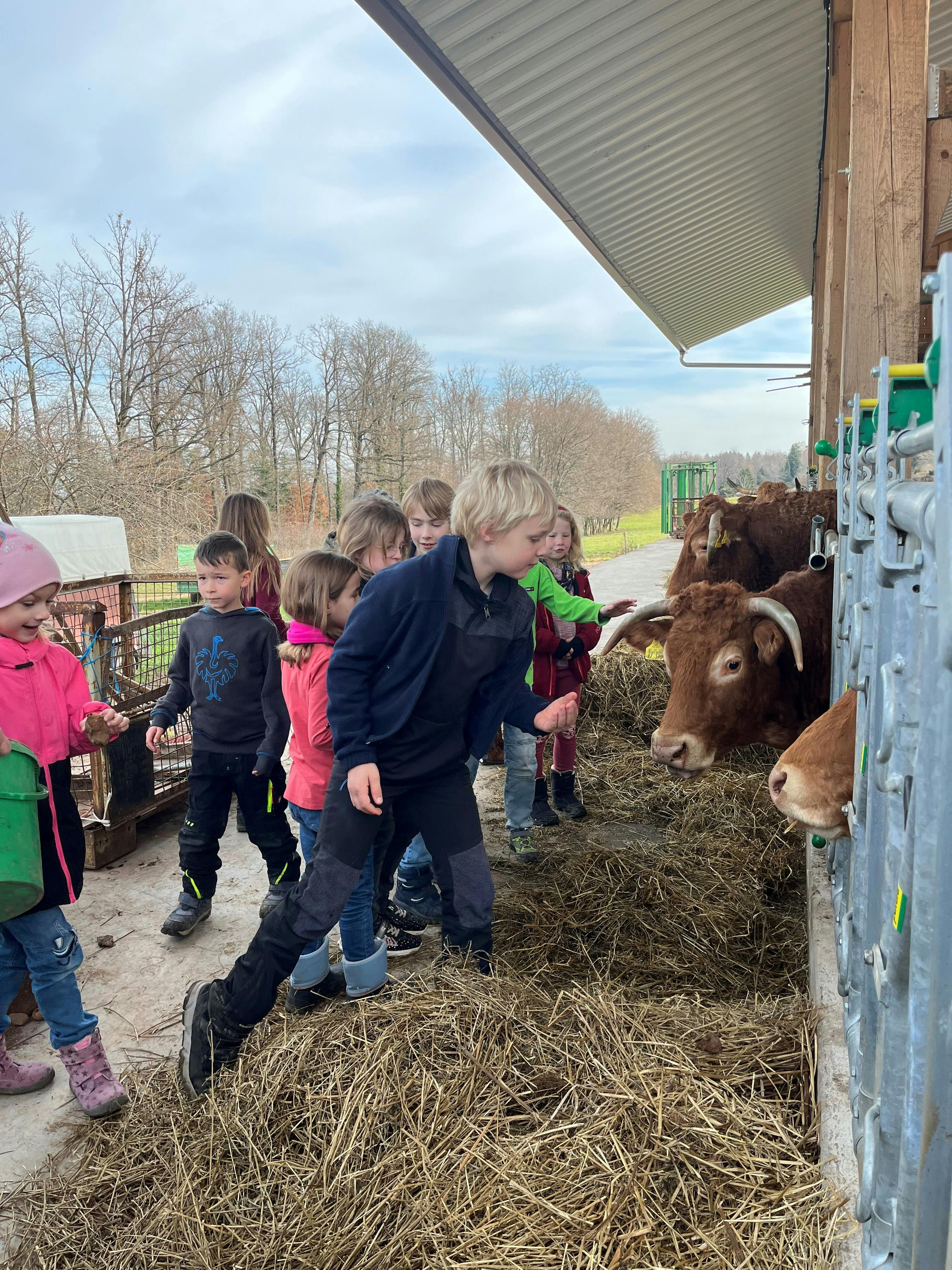 Die Kinder auf dem Bauernhof beim Kühe füttern. 